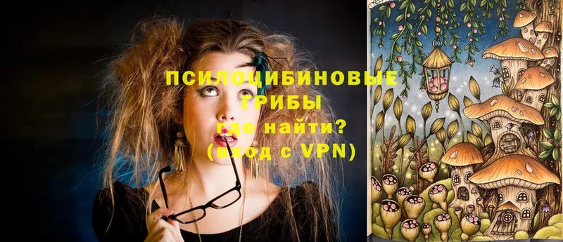 Галлюциногенные грибы Psilocybe Новоуральск